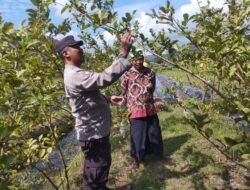 Polri dan Petani Gapuk Bersatu Jaga Ketahanan Pangan NTB