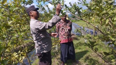 Polri dan Petani Gapuk Bersatu Jaga Ketahanan Pangan NTB