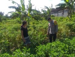Pemanfaatan Pekarangan Rumah Didorong untuk Ketahanan Pangan di NTB