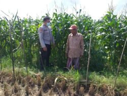 Jagung Manis Jadi Simbol Ketahanan Pangan Desa Jagaraga