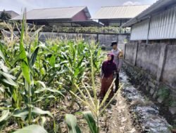 Warga Labuapi Diajak Manfaatkan Lahan Kosong untuk Tanaman Pangan