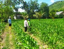 Jagung di Sawah Irigasi: Inisiatif Petani Batu Putih dan Polisi
