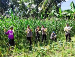 Kolaborasi TNI-Polri dan Petani, Panen Raya Jagung Sukses Digelar di Kuripan