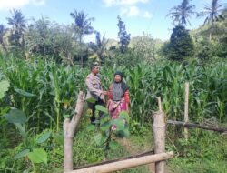 Bripka Saepul Sambangi Petani Jagung di Sekotong Timur