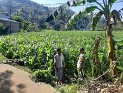 Sinergi Polri dan Petani Jagung Sekotong Timur Kuatkan Pangan Nasional
