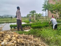 Dukung Petani Lokal, Bhabinkamtibmas Sambangi Sawah di NTB