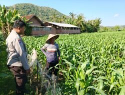 Kunjungan Humanis Bhabinkamtibmas Sekotong Timur Dorong Produksi Jagung