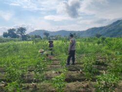 Inisiatif Polsek Lembar Perkuat Sektor Pertanian di Desa Binaan