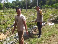 Pendekatan Humanis Polsek Sekotong Majukan Pertanian Cabai