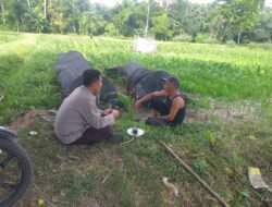 Polres Lombok Barat Perkuat Ketahanan Pangan Lewat Pendampingan Petani di Lembar