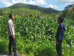 Polsek Lembar Perkuat Ketahanan Pangan Melalui Kunjungan ke Lahan Jagung