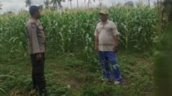 Pemanfaatan Pekarangan dan Jagung Siap Panen, Banyumulek Jadi Contoh Ketahanan Pangan NTB