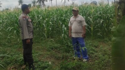 Pemanfaatan Pekarangan dan Jagung Siap Panen, Banyumulek Jadi Contoh Ketahanan Pangan NTB
