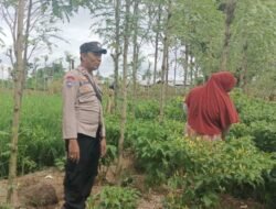 Dari Ombe Baru untuk Indonesia Emas 2045: Panen Cabai dan Pesan Ketahanan Pangan