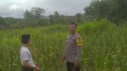 Ketahanan Pangan dan Keamanan Diperkuat di Sekotong Tengah Lewat DDS Bhabinkamtibmas