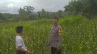 Ketahanan Pangan dan Keamanan Diperkuat di Sekotong Tengah Lewat DDS Bhabinkamtibmas