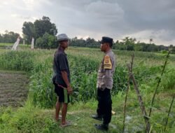 Sinergi Polri dan Petani: Lahan Tidur di Kuripan Utara Kini Produktif
